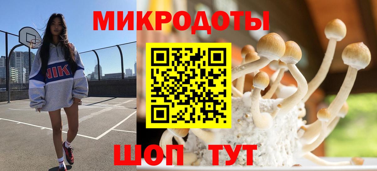 Галлюциногенные грибы Psilocybe Братск